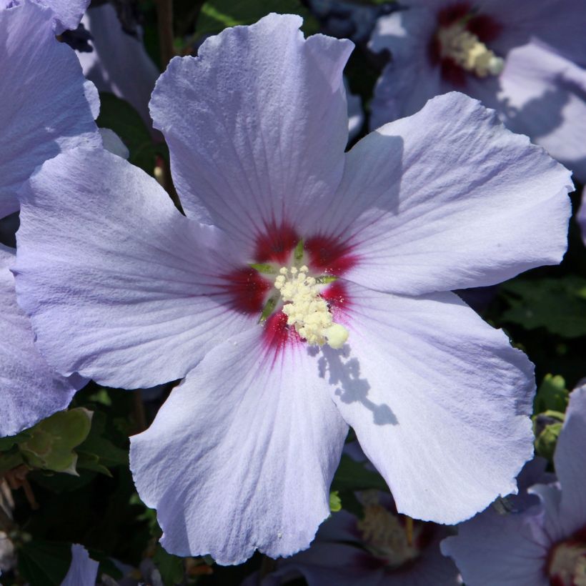 Hibiscus syriacus Azurii - Tuinhibiscus (Flowering)