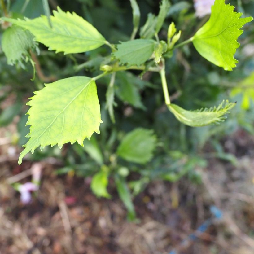 Hibiscus syriacus Purple Pillar - Tuinhibiscus (Foliage)