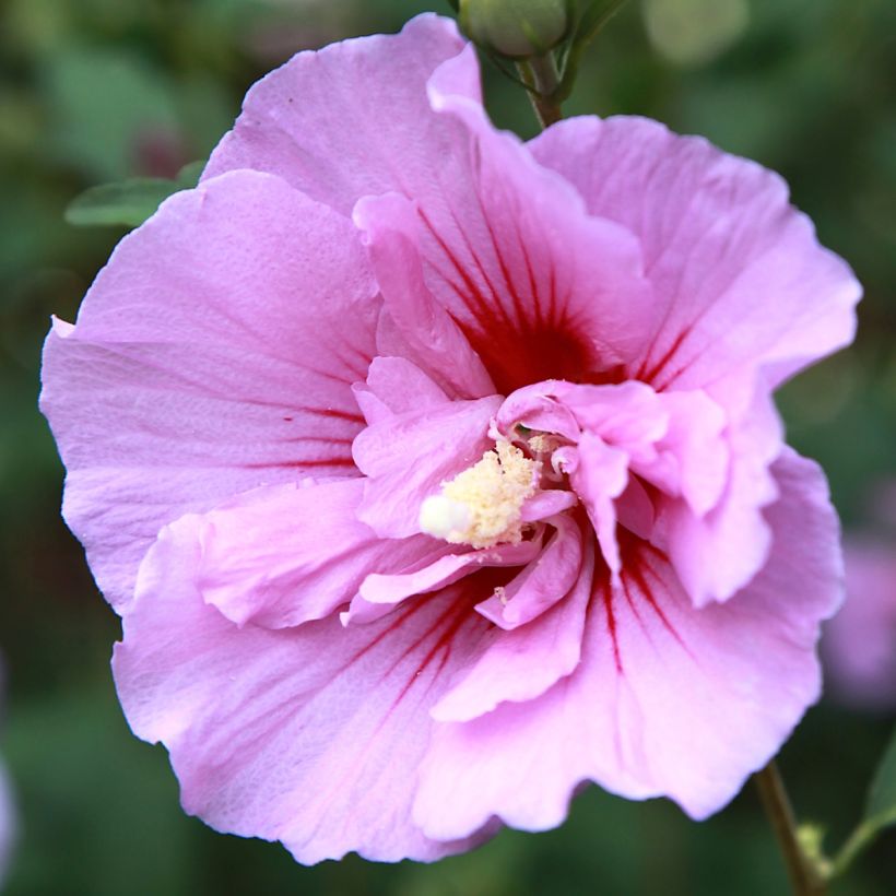 Hibiscus syriacus Purple Pillar - Tuinhibiscus (Flowering)