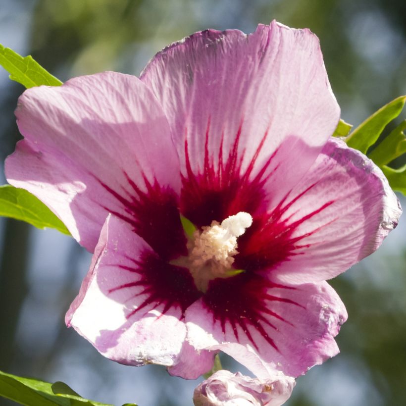 Hibiscus syriacus Rosso - Tuinhibiscus (Flowering)