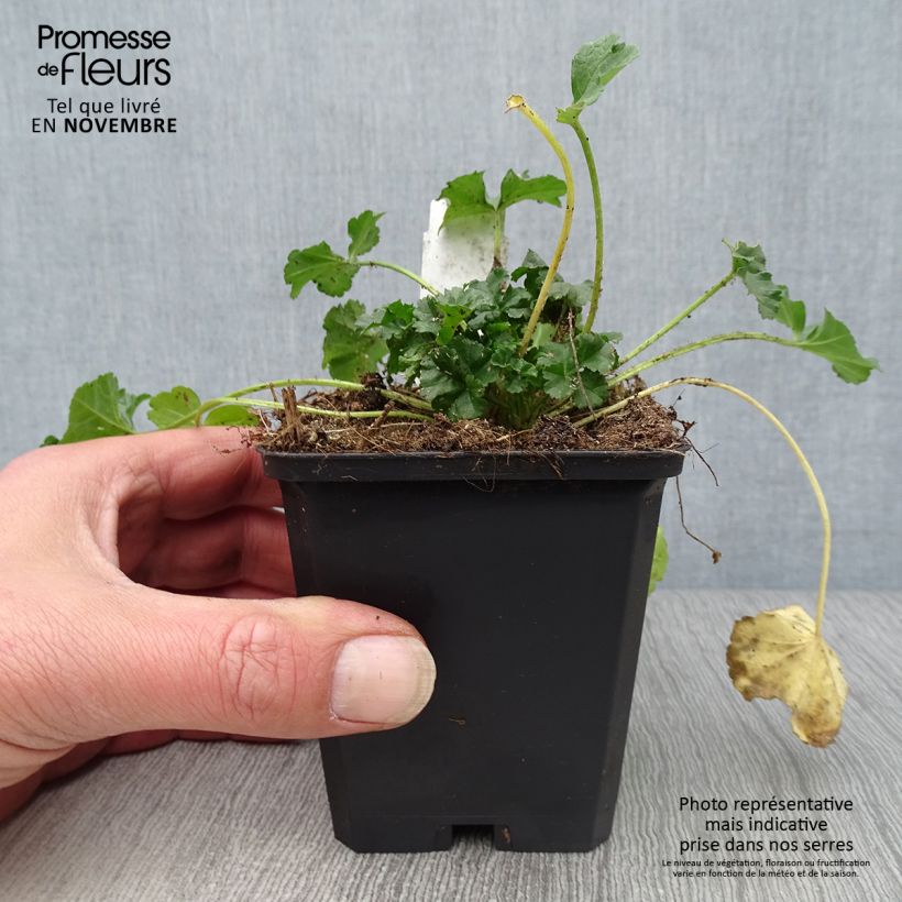 Exemplaar van Malva moschata Rosea - Muskuskaasjeskruid Kweekpotje van 8/9 cm zoals geleverd in de herfst