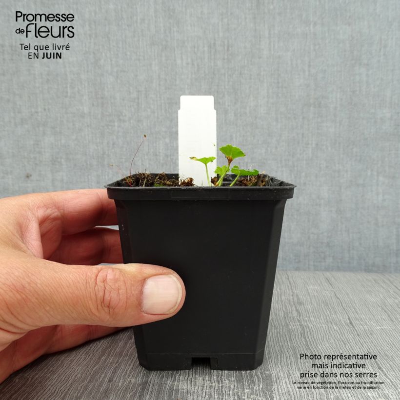 Exemplaar van Malva moschata Rosea - Muskuskaasjeskruid Kweekpotje van 8/9 cm zoals geleverd in de zomer