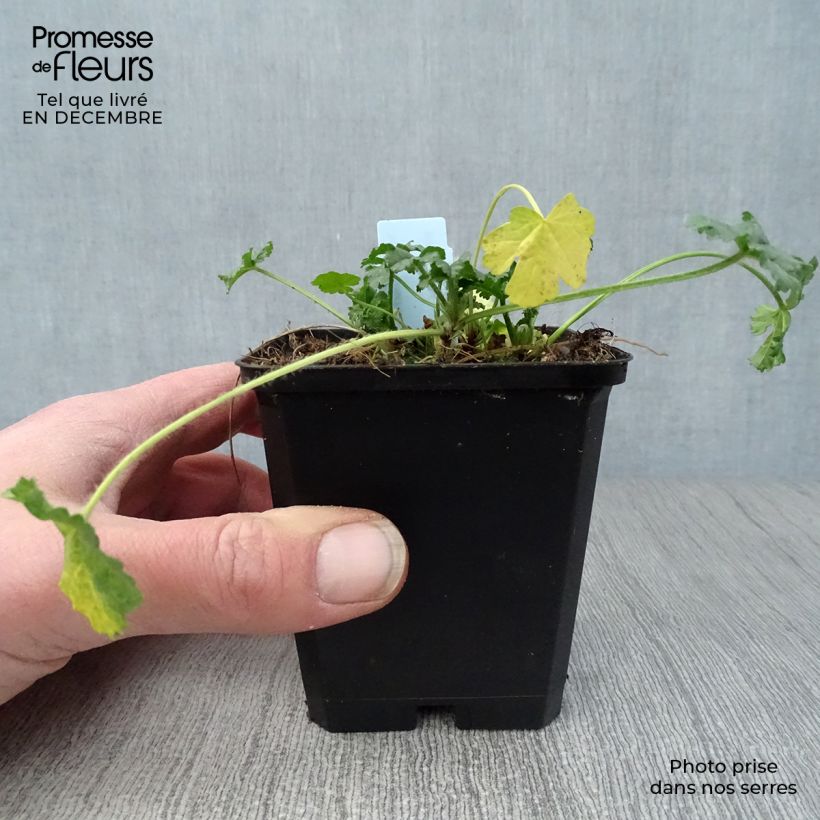 Example of Mauve musquée - Malva moschata Rosea Kweekpotje van 8/9 cm as you get in hiver