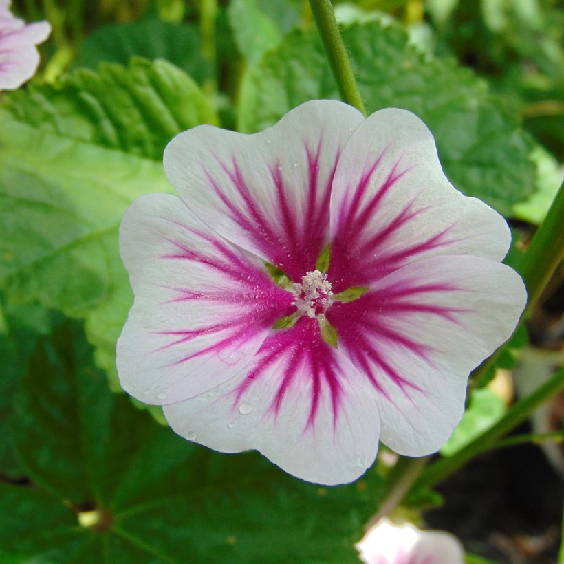 Malva sylvestris - Groot kaasjeskruid (Flowering)