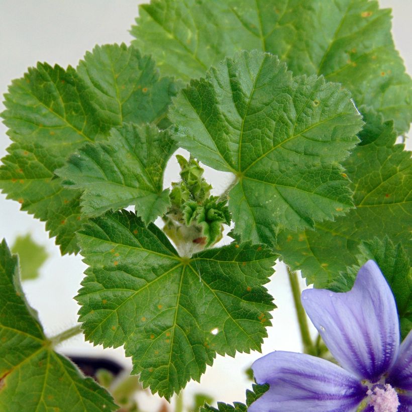 Malva sylvestris Primley Blue - Groot kaasjeskruid (Foliage)