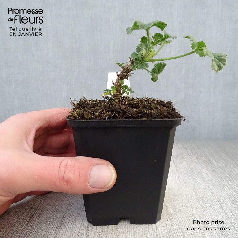 Example of Malva sylvestris Primley Blue - Groot kaasjeskruid Kweekpotje van 8/9 cm as you get in hiver