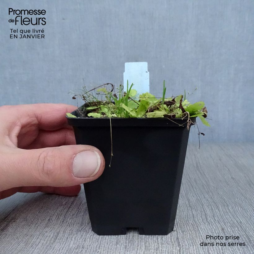 Exemplaar van Mazus miquelii - Blauwe mazus Kweekpotje van 8/9 cm zoals geleverd in de winter