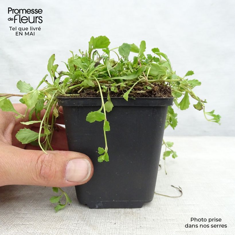 Exemplaar van Mazus reptans - Kruipende mazus Kweekpotje van 8/9 cm zoals geleverd in de lente