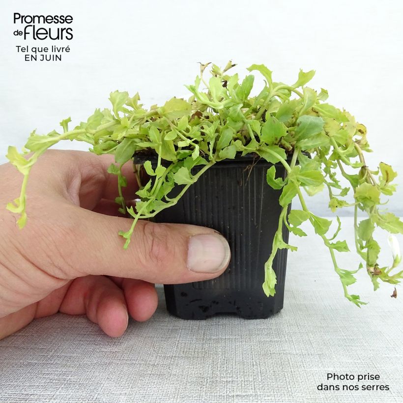 Exemplaar van Mazus reptans Albus - Kruipende mazus Kweekpotje van 8/9 cm zoals geleverd in de zomer