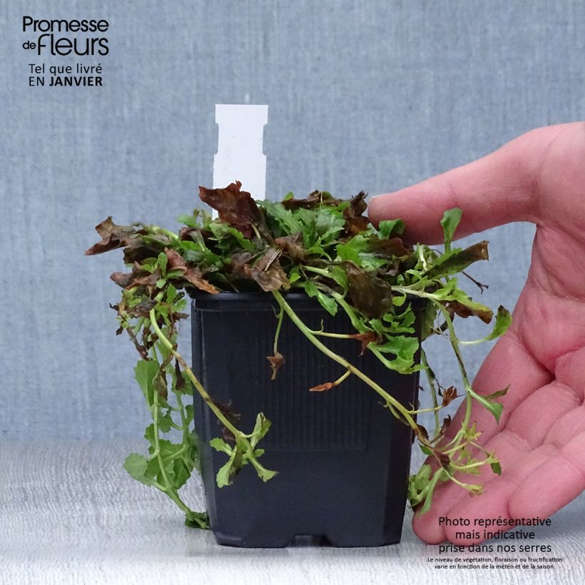 Example of Mazus reptans Albus - Mazus rampant Kweekpotje van 8/9 cm as you get in hiver