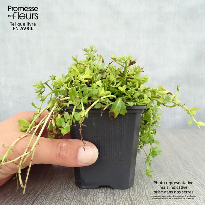 Exemplaar van Mazus reptans Albus - Kruipende mazus Kweekpotje van 8/9 cm zoals geleverd in de lente