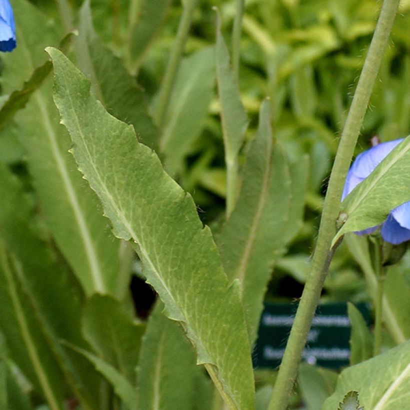 Meconopsis grandis - Blauwe papaver (Blad)