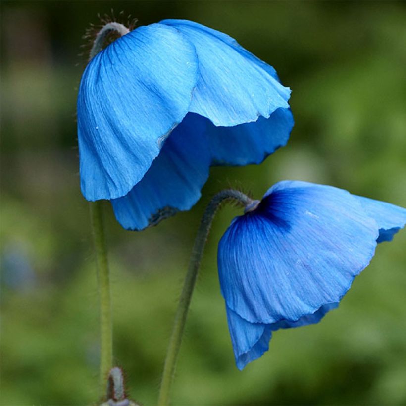 Meconopsis grandis - Blauwe papaver (Bloei)