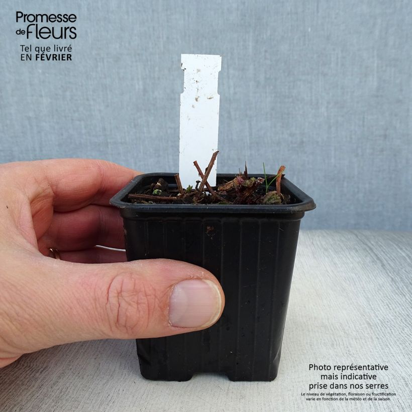 Example of Meehania urticifolia Japan Blau Kweekpotje van 8/9 cm as you get in hiver