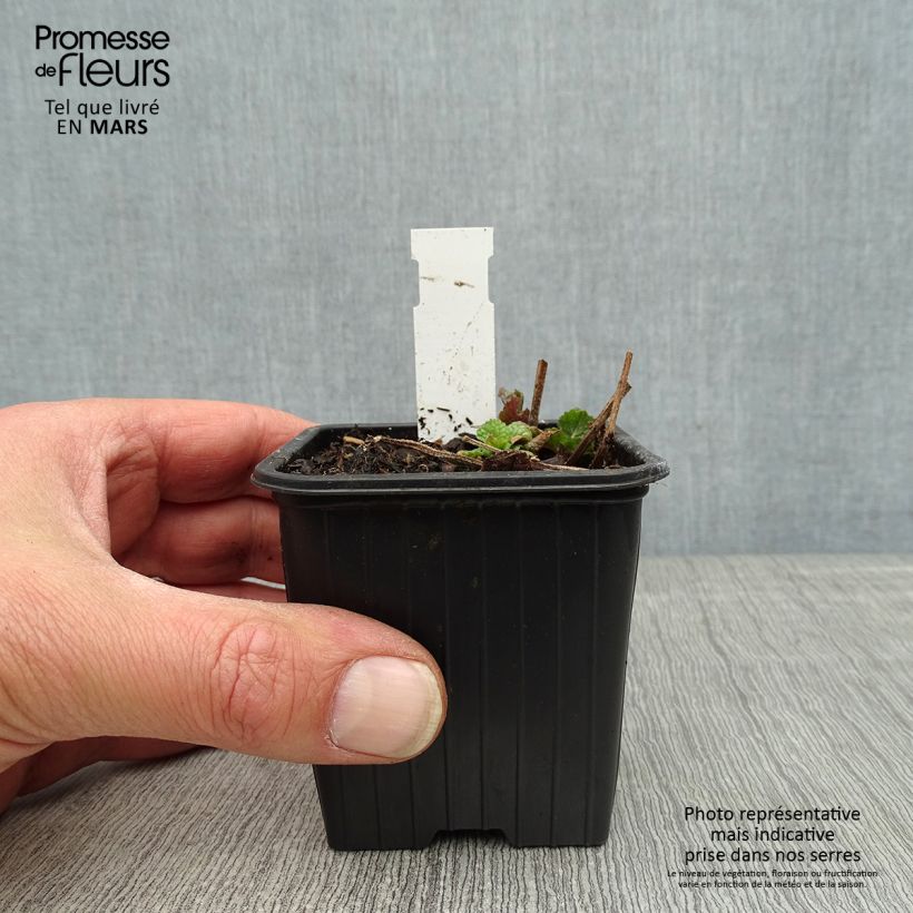 Exemplaar van Meehania urticifolia Japan Blau - Schijndovenetel Kweekpotje van 8/9 cm zoals geleverd in de lente