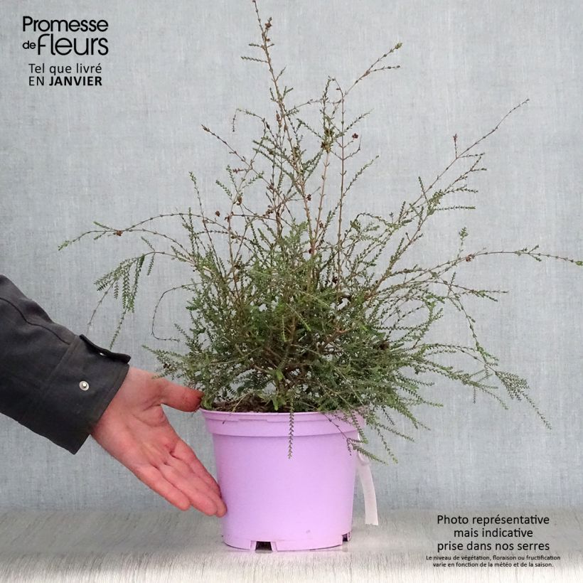 Example of Melaleuca gibbosa - Theeboom Pot van 2 l/3 l as you get in hiver