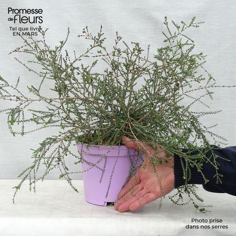 Exemplaar van Melaleuca gibbosa - Theeboom Pot van 2 l/3 l zoals geleverd in de lente