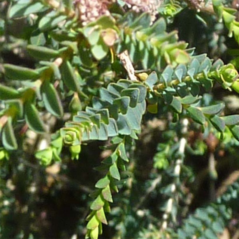 Melaleuca gibbosa - Theeboom (Foliage)