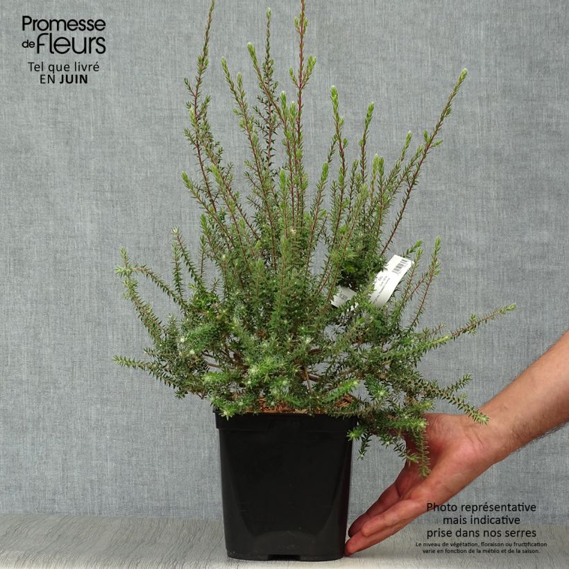 Exemplaar van Melaleuca squamea - Theeboom Pot van 3 l/4 l zoals geleverd in de zomer