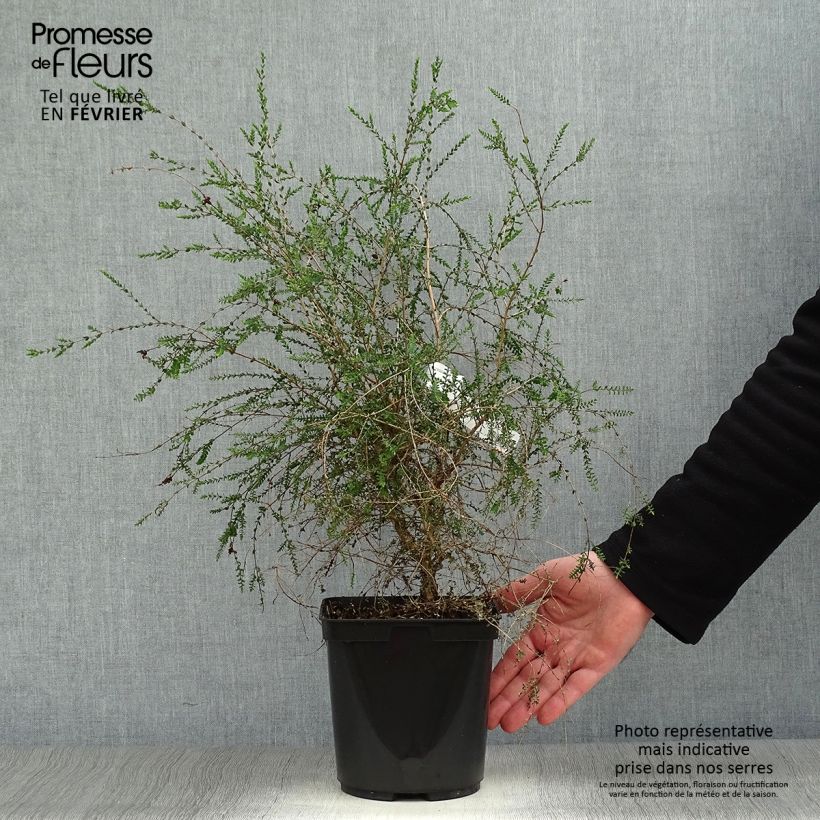Example of Melaleuca squamea - cajeputier squameux Pot van 3 l/4 l as you get in hiver