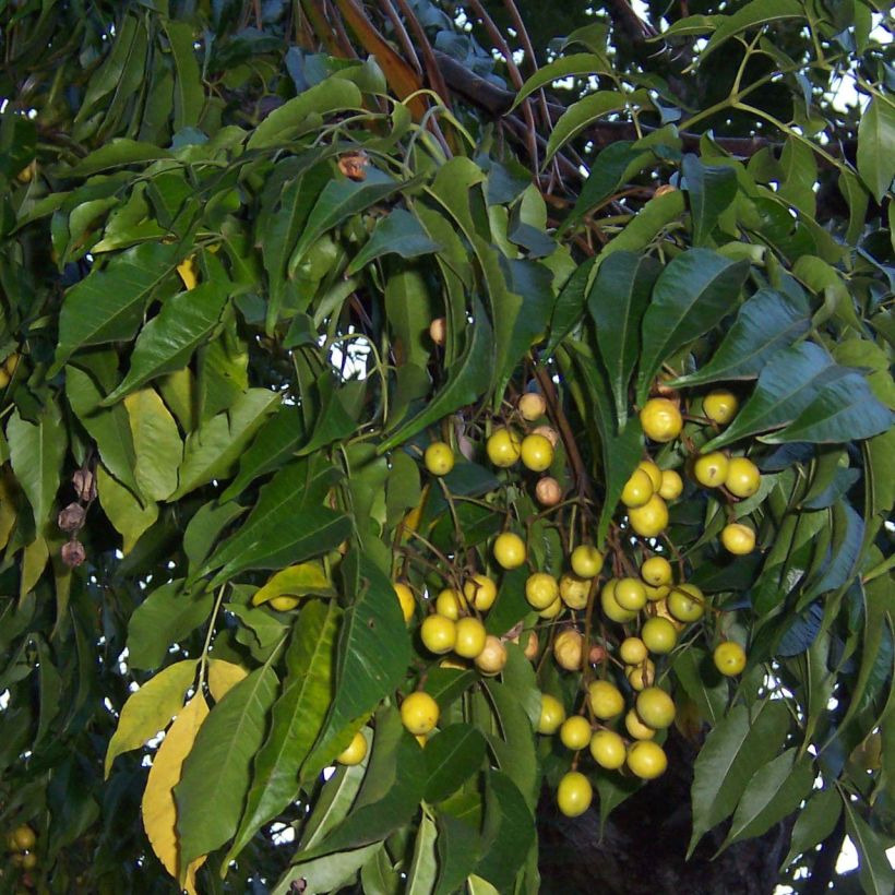 Melia azedarach - Kralenboom (Foliage)