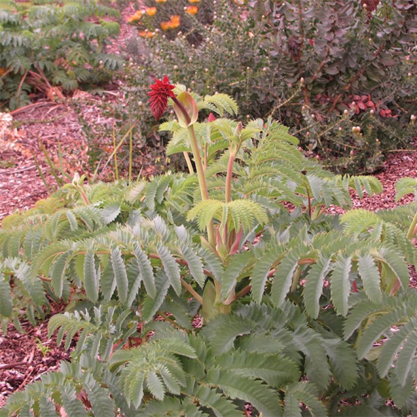 Melianthus major - Grote honingbloem (Plant habit)