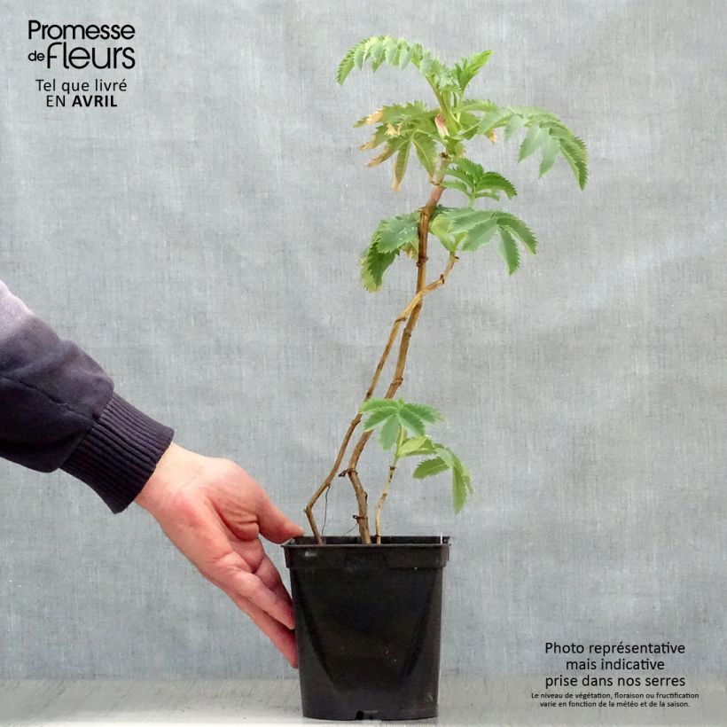 Exemplaar van Melianthus major - Grote honingbloem Pot van 2 l/3 l zoals geleverd in de lente