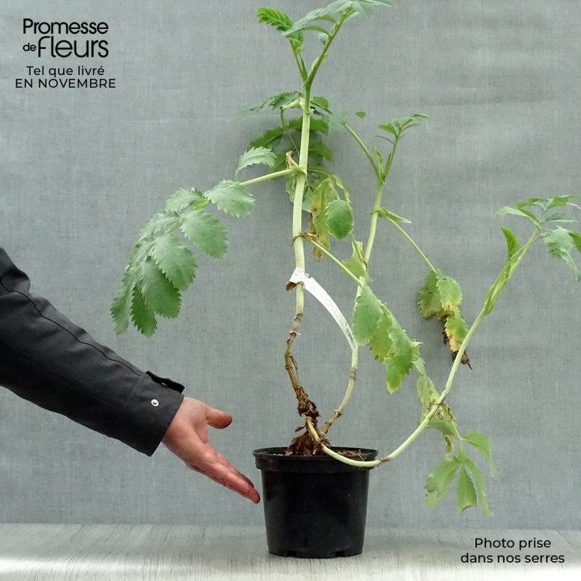 Exemplaar van Melianthus major - Grote honingbloem Pot van 3 l/4 l zoals geleverd in de herfst