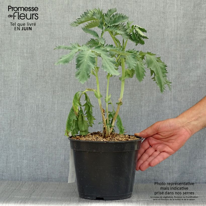 Exemplaar van Melianthus major - Grote honingbloem Pot van 3 l/4 l zoals geleverd in de zomer