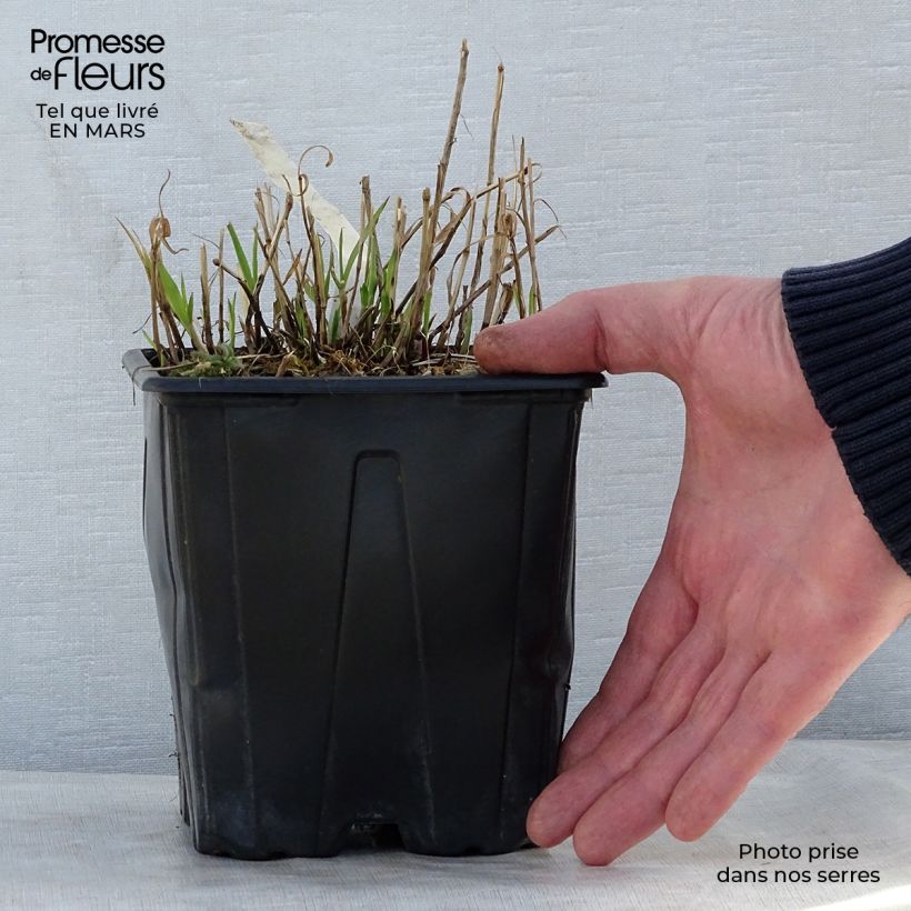 Exemplaar van Melica altissima Atropurpurea - Parelgras Pot van 2 l/3 l zoals geleverd in de lente