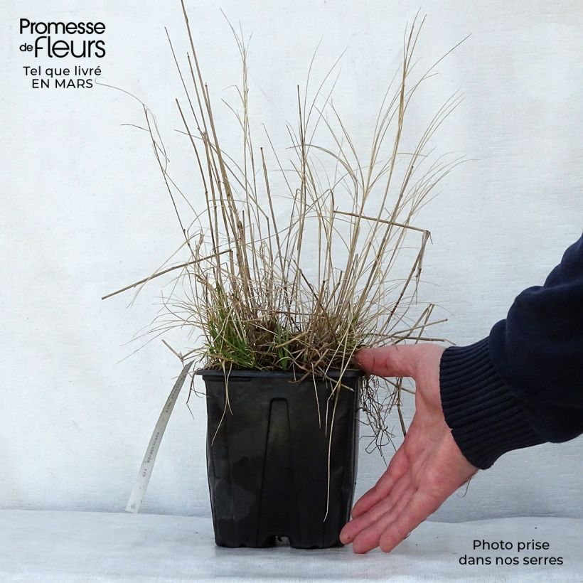 Exemplaar van Melica ciliata - Wimperparelgras Pot van 2 l/3 l zoals geleverd in de lente