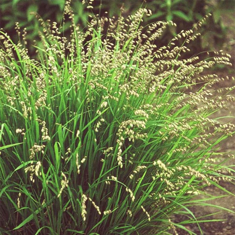 Melica nutans - Knikkend parelgras (Plant habit)