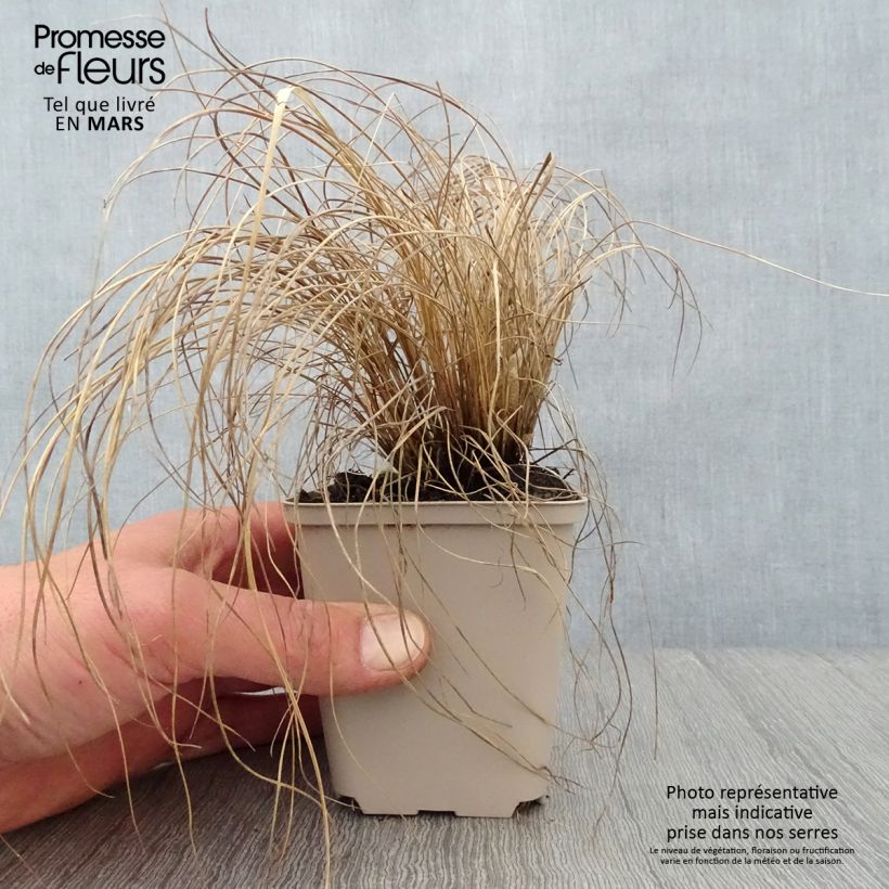 Exemplaar van Melinis nerviglumis - Honinggras Kweekpotje van 8/9 cm zoals geleverd in de lente