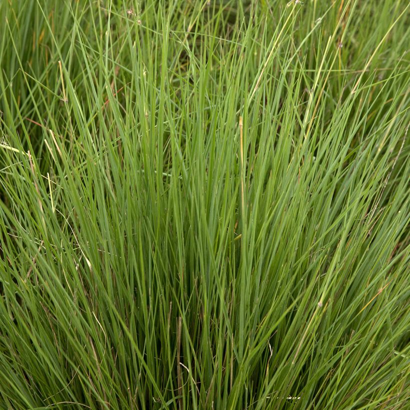 Melinis nerviglumis - Honinggras (Blad)