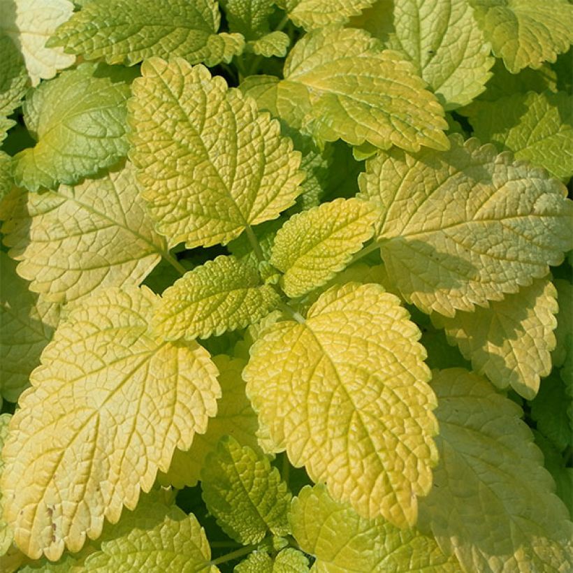 Melissa officinalis Aurea - Citroenmelisse (Blad)