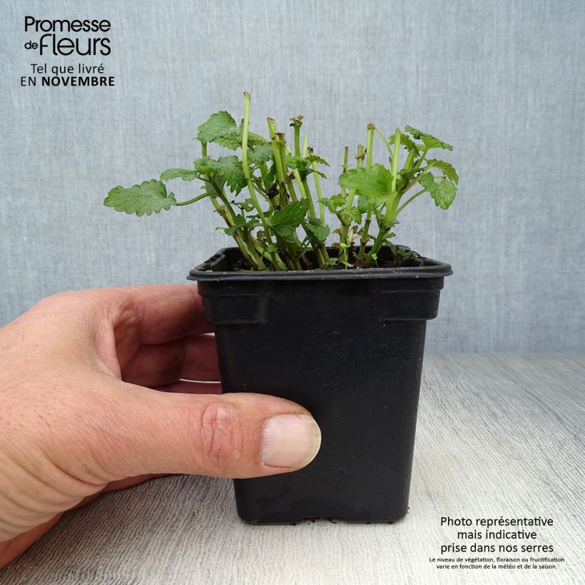 Exemplaar van Citroenmelisse - Melissa officinalis Kweekpotje van 8/9 cm zoals geleverd in de herfst