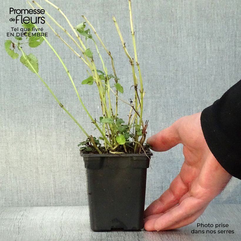 Exemplaar van Citroenmelisse in planten zoals geleverd in de winter