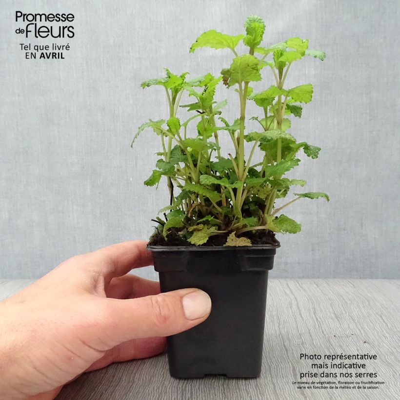 Exemplaar van Citroenmelisse in planten zoals geleverd in de lente