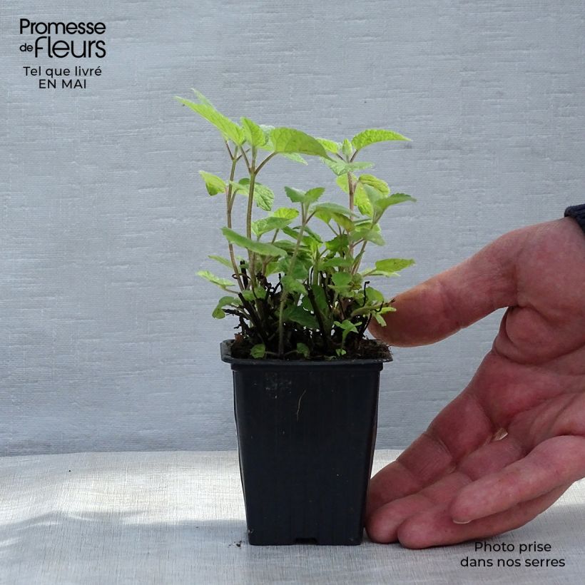 Exemplaar van Sinaasappelmelisse - Melissa officinalis Kweekpotje van 7/8 cm zoals geleverd in de lente