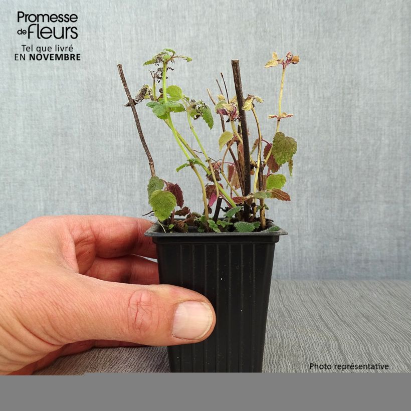 Exemplaar van Sinaasappelmelisse - Melissa officinalis Kweekpotje van 7/8 cm zoals geleverd in de herfst