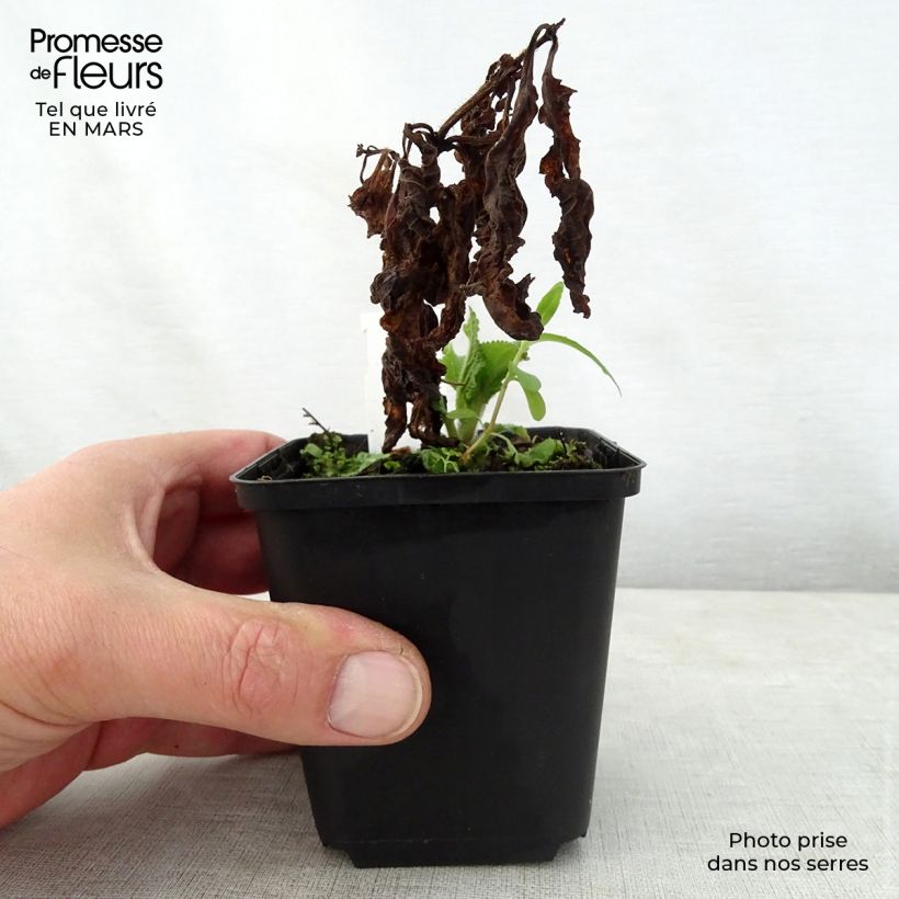 Exemplaar van Melittis melissophyllum - Bijenblad Kweekpotje van 8/9 cm zoals geleverd in de lente