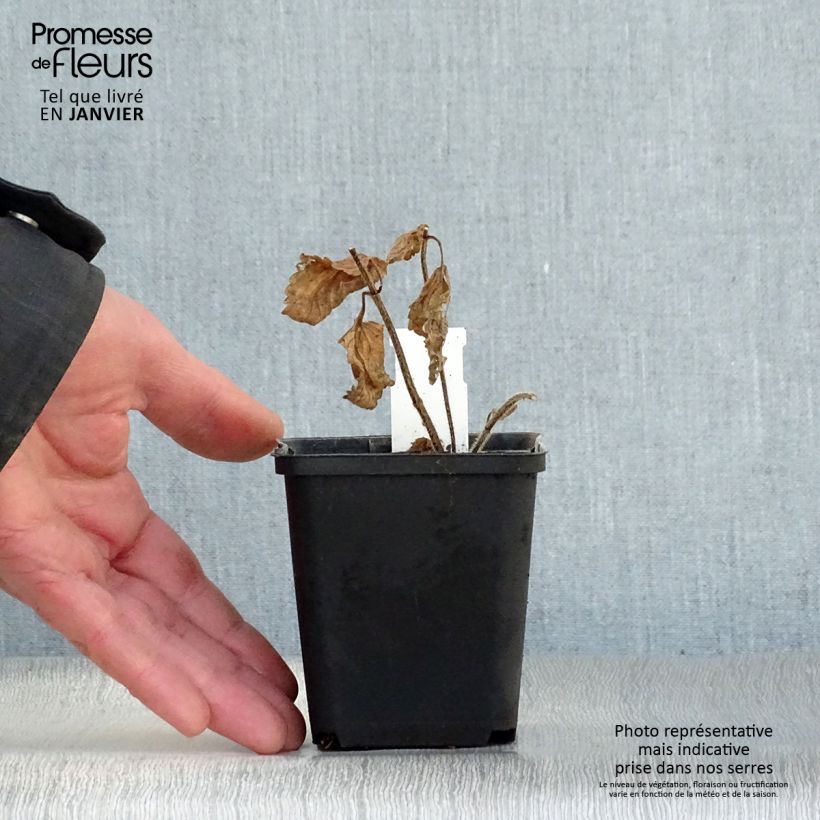 Example of Mélitte, Melittis melissophyllum Alba Kweekpotje van 8/9 cm as you get in hiver