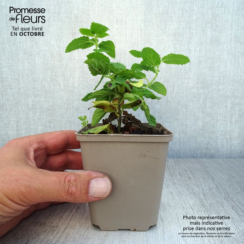 Exemplaar van Melittis melissophyllum - Bijenblad Kweekpotje van 8/9 cm zoals geleverd in de herfst