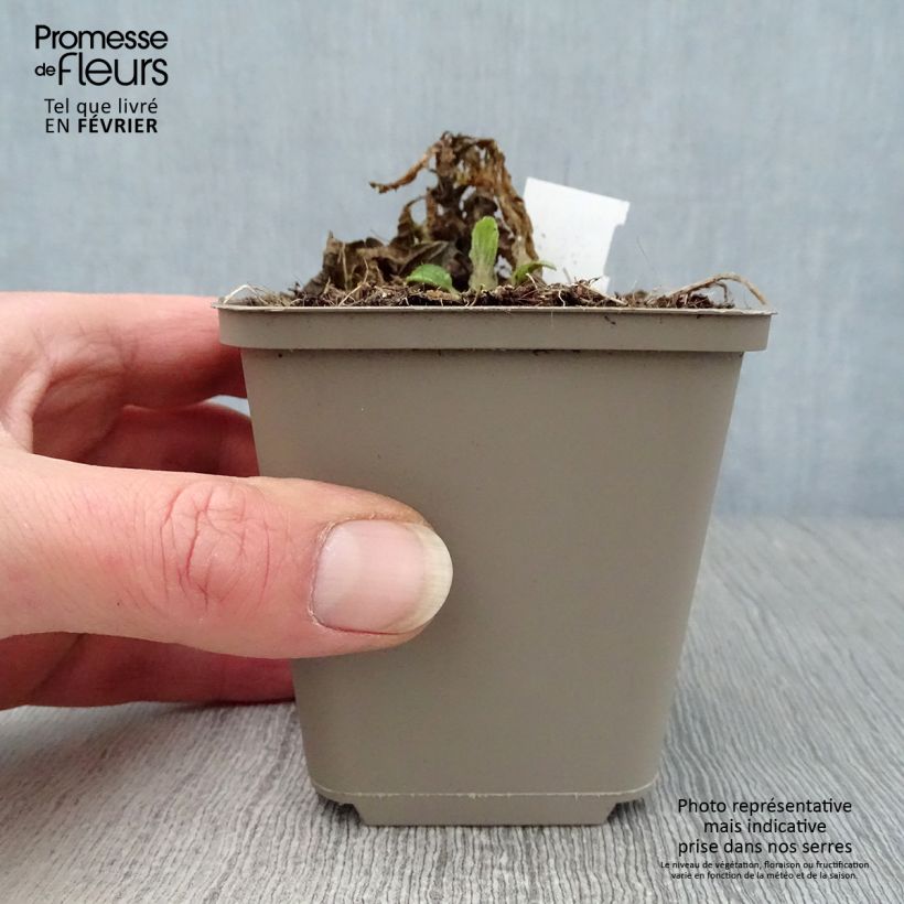 Example of Mélitte - Melittis melissophyllum Kweekpotje van 8/9 cm as you get in hiver