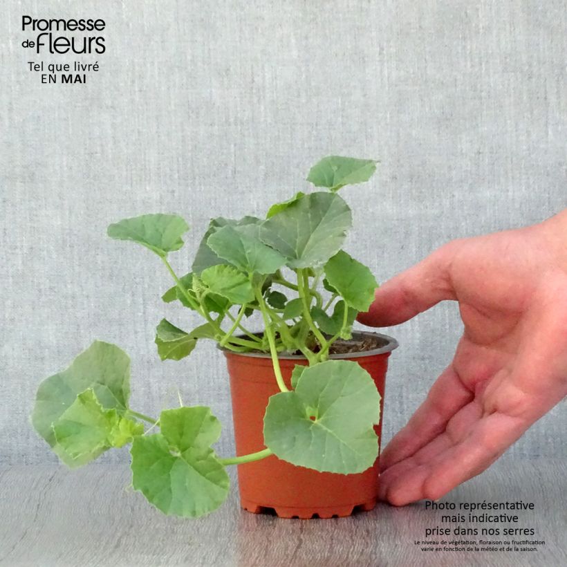 Exemplaar van Netmeloen Cyrano F1 (jonge planten - geënt) Kweekpotje van 8/9 cm zoals geleverd in de lente