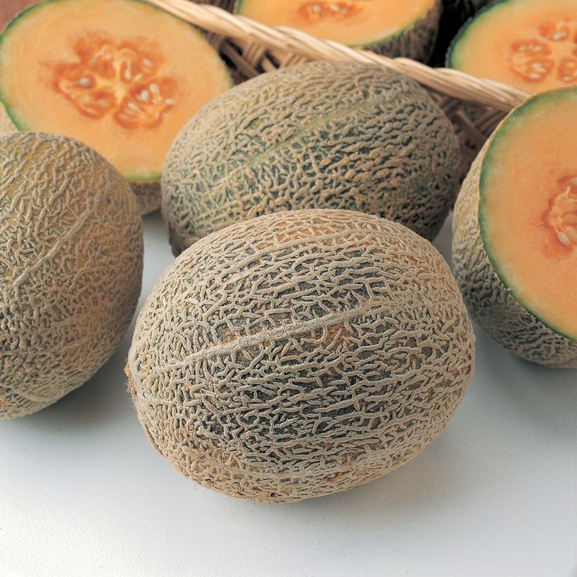 Cantaloupe-meloen Honey Bun F1 (jonge planten) (Oogst)