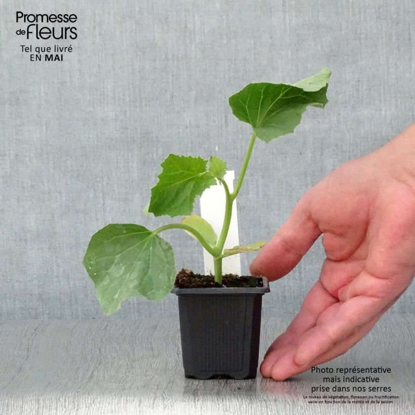 Exemplaar van Charentais-meloen Jerac F1 (jonge planten) Kweekpotje van 7/8 cm zoals geleverd in de lente