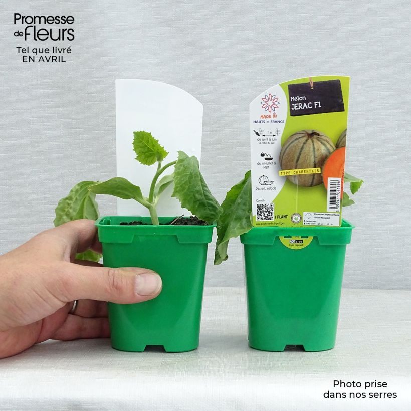 Exemplaar van Charentais-meloen Jerac F1 (jonge planten) Pot van 10 cm/11 cm zoals geleverd in de lente