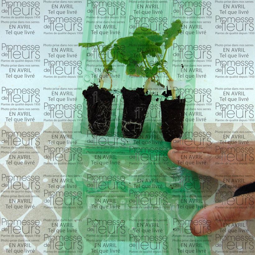 Voorbeeld van een exemplaar van Meloen Petit Gris de Rennes (jonge planten - geënt) Mini-mot Ø 3/4 cm zoals geleverd