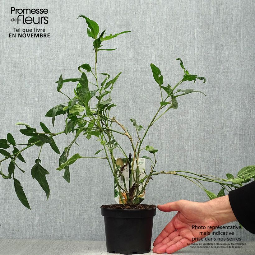 Exemplaar van Meloenpeer - Solanum muricatum Pot van 1,5 l/2 l zoals geleverd in de herfst
